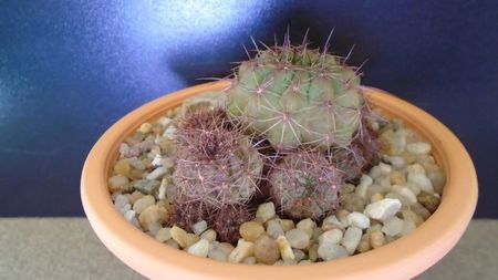 Lobivia cinnabarina (Echinopsis cinnabarina); replantata in aug. 2021
