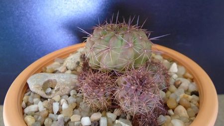 Lobivia cinnabarina (Echinopsis cinnabarina); replantata in aug. 2021
