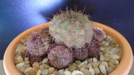 Lobivia cinnabarina (Echinopsis cinnabarina); replantata in aug. 2021
