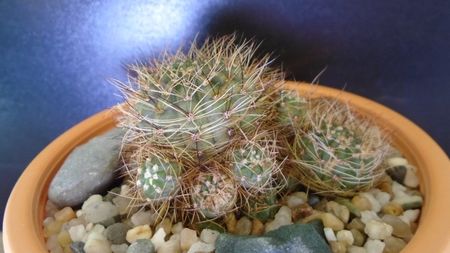 Lobivia arachnacantha v. densiseta (Echinopsis ancistrophora ssp. arachnacantha); replantata in aug. 2021
