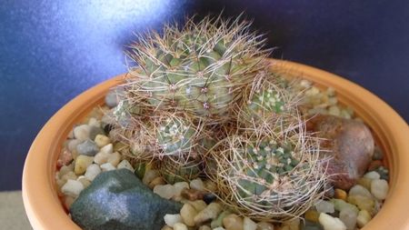 Lobivia arachnacantha v. densiseta (Echinopsis ancistrophora ssp. arachnacantha); replantata in aug. 2021
