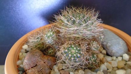 Lobivia arachnacantha v. densiseta (Echinopsis ancistrophora ssp. arachnacantha); replantata in aug. 2021
