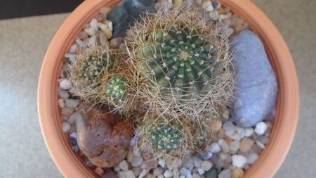 Lobivia arachnacantha v. densiseta (Echinopsis ancistrophora ssp. arachnacantha); replantata in aug. 2021
