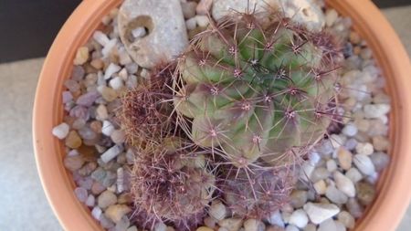 Lobivia cinnabarina (Echinopsis cinnabarina); replantata in aug. 2021
