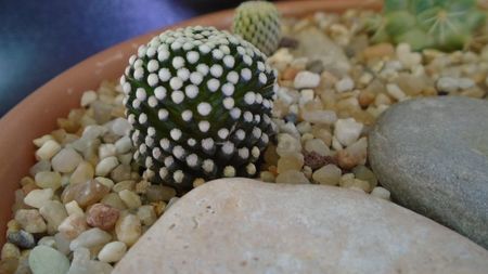 Mammillaria luethyi