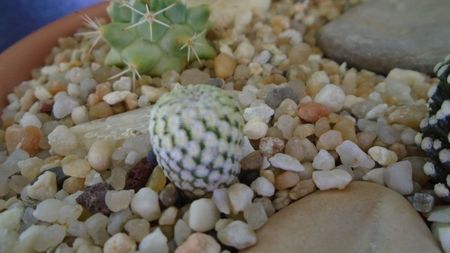 Mammillaria pectinata