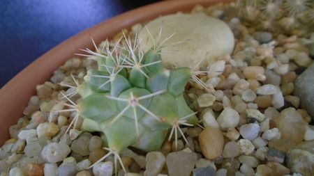 Mammillaria peninsularis