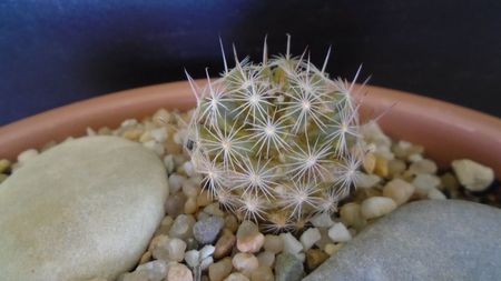 Mammillaria coahuilensis ssp. albiarmata