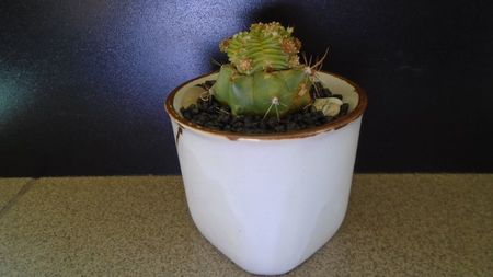 Aztekium valdezii (altoit pe Ferocactus glaucescens)