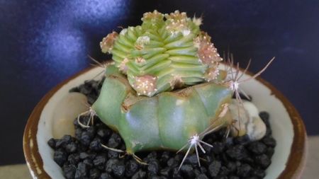 Aztekium valdezii (altoit pe Ferocactus glaucescens)