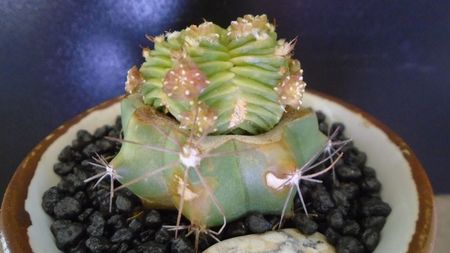 Aztekium valdezii (altoit pe Ferocactus glaucescens)