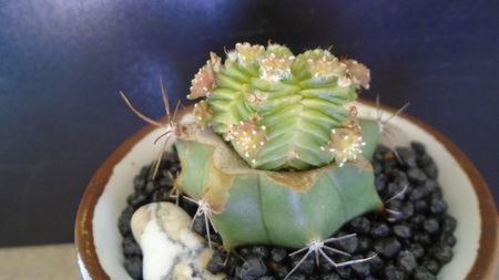 Aztekium valdezii (altoit pe Ferocactus glaucescens)