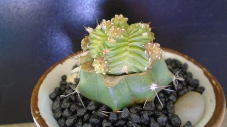 Aztekium valdezii (altoit pe Ferocactus glaucescens)