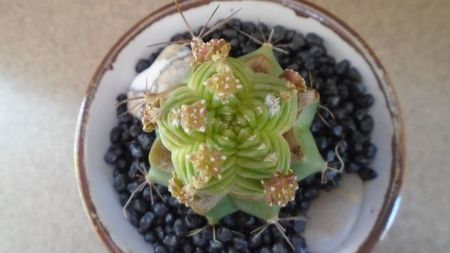 Aztekium valdezii (altoit pe Ferocactus glaucescens)