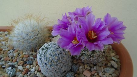 Mammillaria (Bartschella) schumannii v. globosa