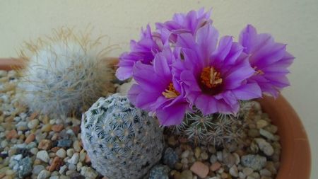 Mammillaria (Bartschella) schumannii v. globosa