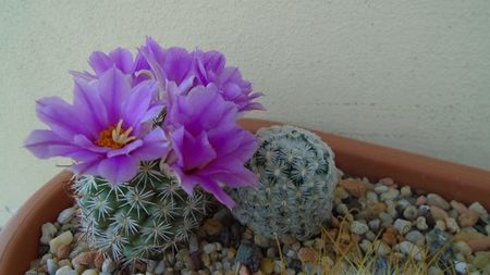 Mammillaria (Bartschella) schumannii v. globosa