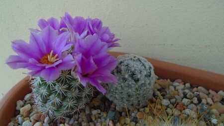 Mammillaria (Bartschella) schumannii v. globosa