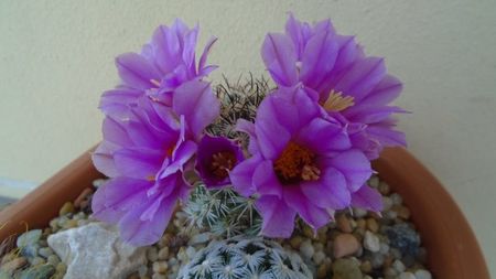 Mammillaria (Bartschella) schumannii v. globosa