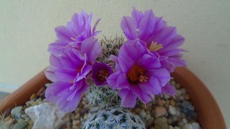 Mammillaria (Bartschella) schumannii v. globosa