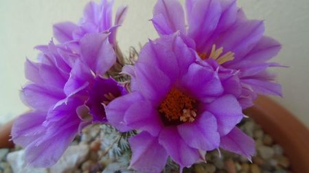 Mammillaria (Bartschella) schumannii v. globosa