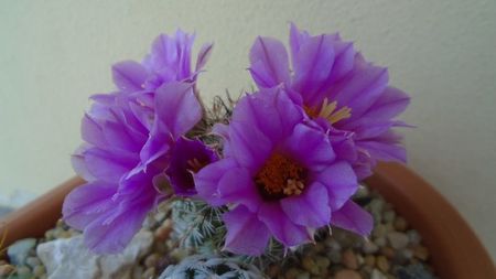 Mammillaria (Bartschella) schumannii v. globosa