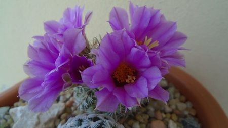 Mammillaria (Bartschella) schumannii v. globosa