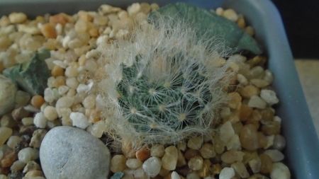 Mammillaria aureilanata v. alba