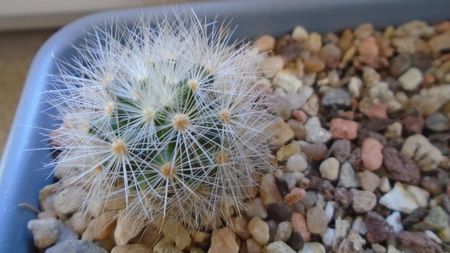 Mammillaria laui v. nova