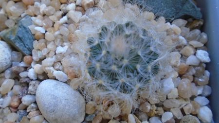 Mammillaria aureilanata v. alba