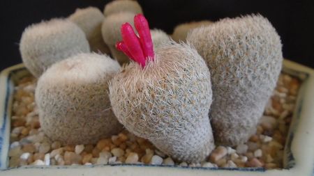 Epithelantha micromeris v. polycephala (bicephala)