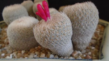 Epithelantha micromeris v. polycephala (bicephala)