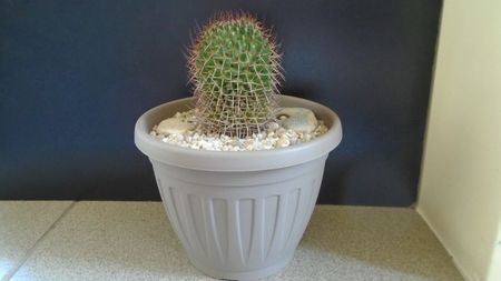 Mammillaria rhodantha