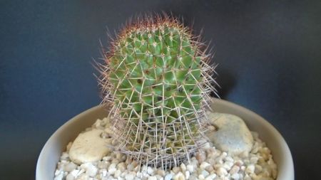 Mammillaria rhodantha