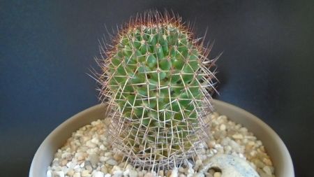 Mammillaria rhodantha