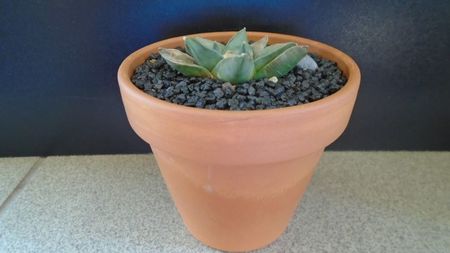 Ariocarpus retusus ssp. panarottoy; replantat in aug. 2021
