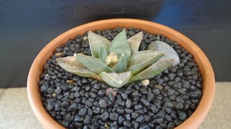 Ariocarpus retusus ssp. panarottoy; replantat in aug. 2021
