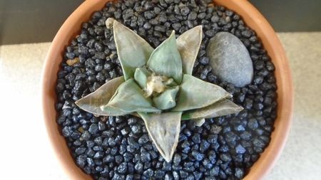 Ariocarpus retusus ssp. panarottoy; replantat in aug. 2021
