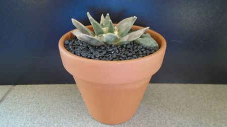 Ariocarpus retusus; replantat in aug. 2021
