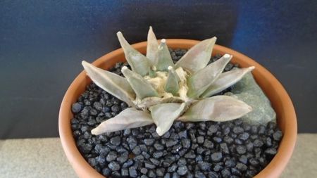 Ariocarpus retusus; replantat in aug. 2021
