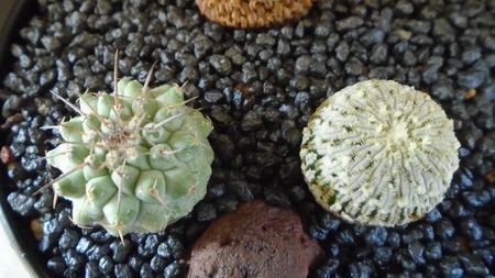 Turbinicarpus pseudopectinatus & Strombocactus corregidorae