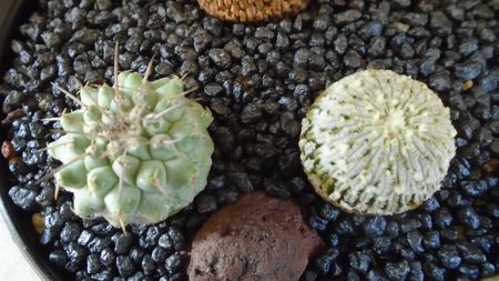 Turbinicarpus pseudopectinatus & Strombocactus corregidorae