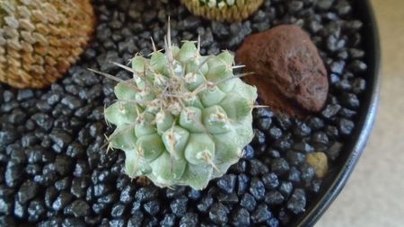 Strombocactus corregidorae