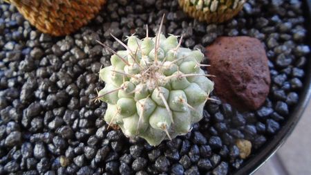 Strombocactus corregidorae