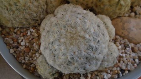 Mammillaria plumosa