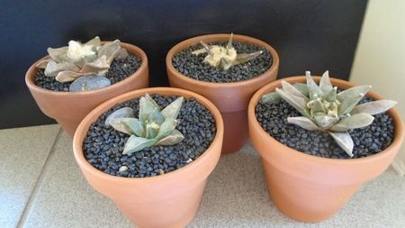 Ariocarpus