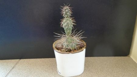 Tephrocactus alexanderii