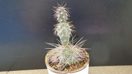 Tephrocactus alexanderii