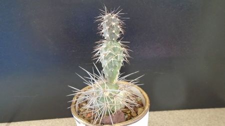 Tephrocactus alexanderii