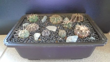 Grup de 9 Gymnocalycium; G. friedrichii AD
G. spegazzinii
G. mesopotamicum
G. mazanense (hossei)
G. hyptiacanthum ssp uruguayense
G. berchtii
G. spegazzinii ssp cardenasianum
G. stellatum
G. oenanthemum ssp carminanthum
